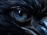 a close up of an eagle's eye with blue eyes